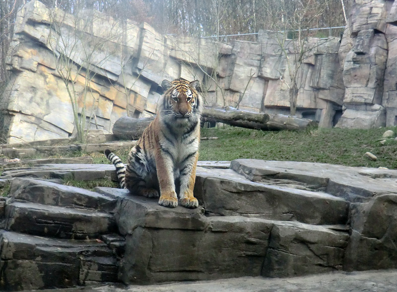 Sibirisches Tigerjungtier TSCHUNA im Zoologischen Garten Wuppertal am 14. Januar 2012