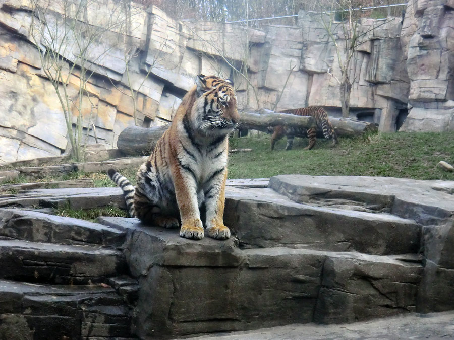 Sibirisches Tigerjungtier TSCHUNA und Sumatra Tigerjungtier DASEEP im Wuppertaler Zoo am 14. Januar 2012