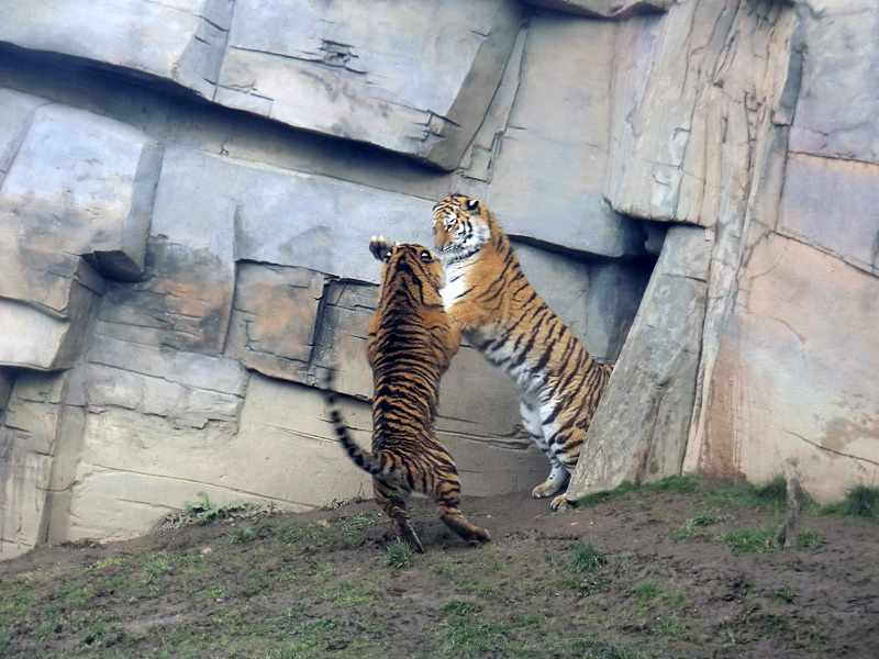 Sumatra Tigerjungtier DASEEP und Sibirisches Tigerjungtier TSCHUNA im Wuppertaler Zoo am 14. Januar 2012