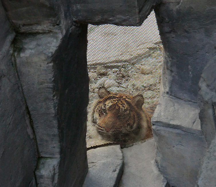 Sumatra Tigerjungtier DASEEP am Riechgitter im Zoo Wuppertal am 17. Januar 2012