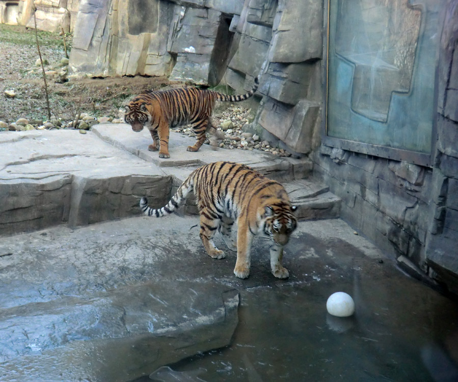 Sibirisches Tigerjungtier TSCHUNA und Sumatra Tigerjungtier DASEEP im Zoo Wuppertal am 17. Januar 2012