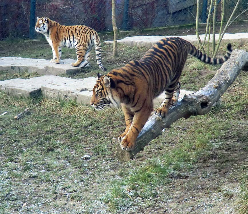 Sibirisches Tigerjungtier TSCHUNA und Sumatra Tigerjungtier DASEEP im Zoo Wuppertal am 17. Januar 2012