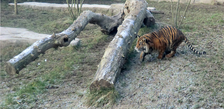 Sumatra Tigerjungtier DASEEP im Wuppertaler Zoo am 17. Januar 2012