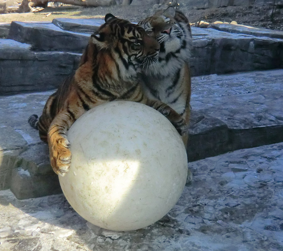 Sumatra Tigerjungtier DASEEP und Sibirisches Tigerjungtier TSCHUNA im Zoo Wuppertal am 10. Februar 2012