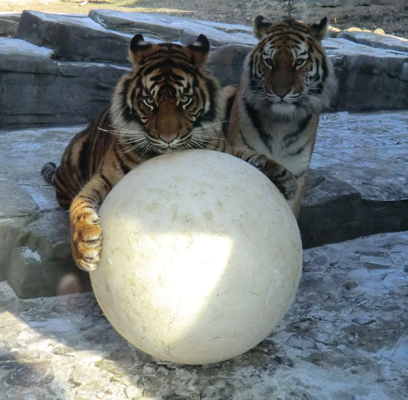 Sumatra Tigerjungtier DASEEP und Sibirisches Tigerjungtier TSCHUNA im Zoologischen Garten Wuppertal am 10. Februar 2012