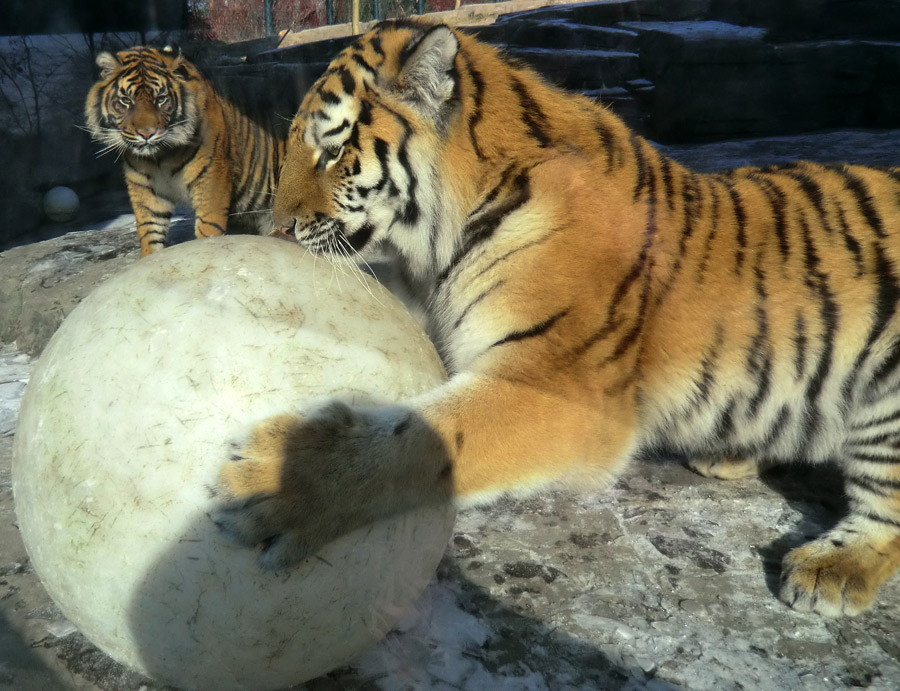 Sumatra Tigerjungtier DASEEP und Sibirisches Tigerjungtier TSCHUNA im Wuppertaler Zoo am 10. Februar 2012