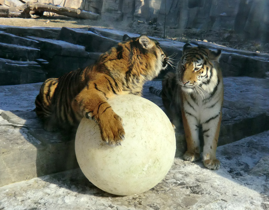 Sumatra Tigerjungtier DASEEP und Sibirisches Tigerjungtier TSCHUNA im Zoologischen Garten Wuppertal am 10. Februar 2012