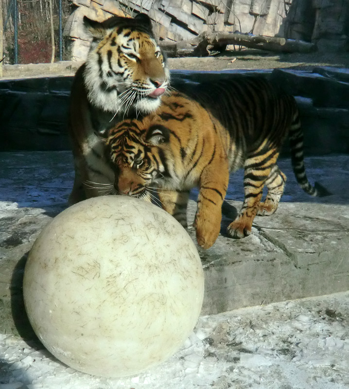 Sibirisches Tigerjungtier TSCHUNA und Sumatra Tigerjungtier DASEEP im Wuppertaler Zoo am 10. Februar 2012