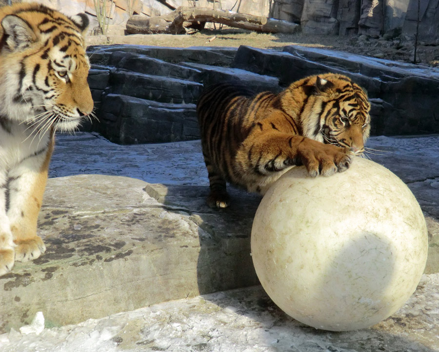 Sibirisches Tigerjungtier TSCHUNA und Sumatra Tigerjungtier DASEEP im Zoologischen Garten Wuppertal am 10. Februar 2012