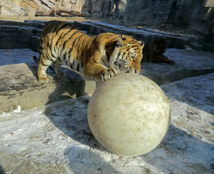 Sibirisches Tigerjungtier TSCHUNA im Wuppertaler Zoo am 10. Februar 2012