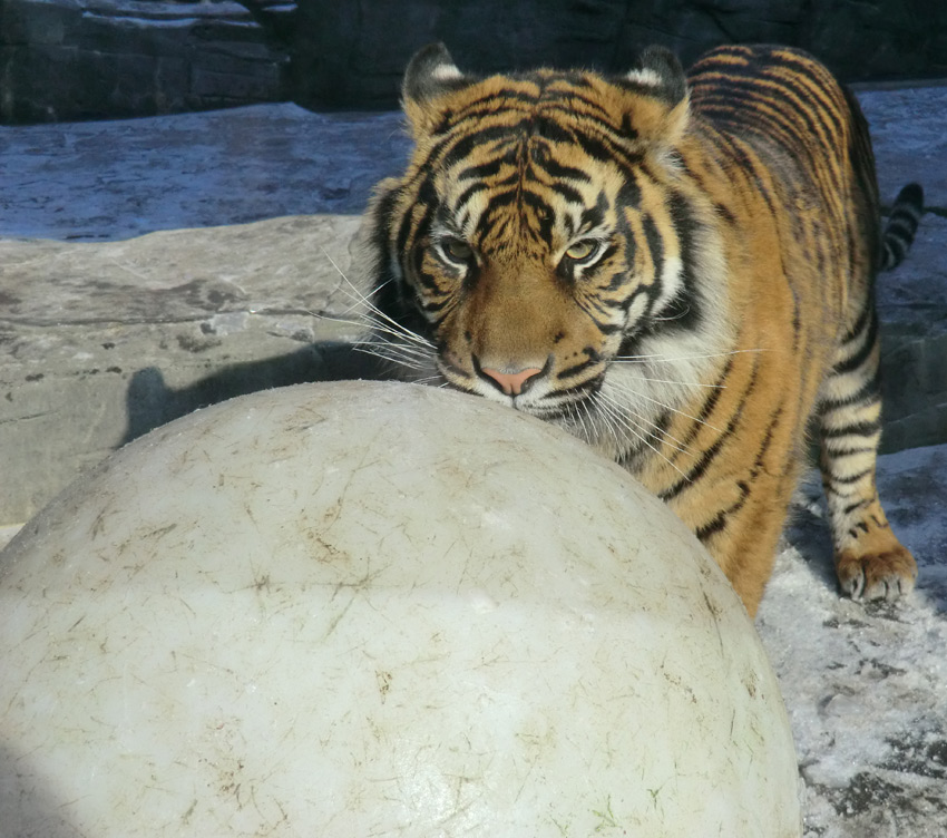 Sumatra Tigerjungtier DASEEP im Zoologischen Garten Wuppertal am 10. Februar 2012