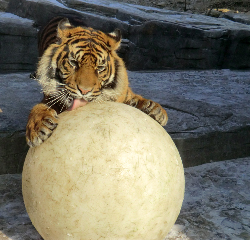 Sumatra Tigerjungtier DASEEP im Wuppertaler Zoo am 10. Februar 2012