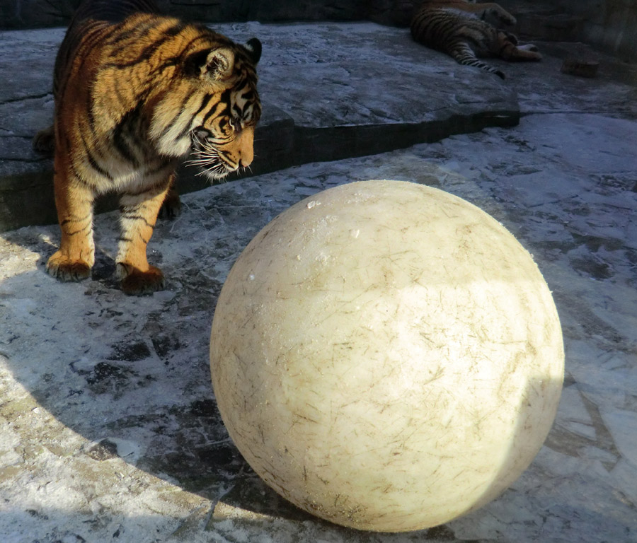 Sumatra Tigerjungtier DASEEP im Zoo Wuppertal am 10. Februar 2012