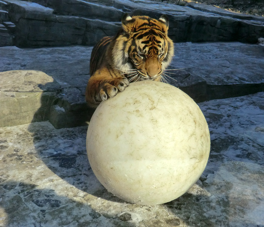 Sumatra Tigerjungtier DASEEP im Wuppertaler Zoo am 10. Februar 2012