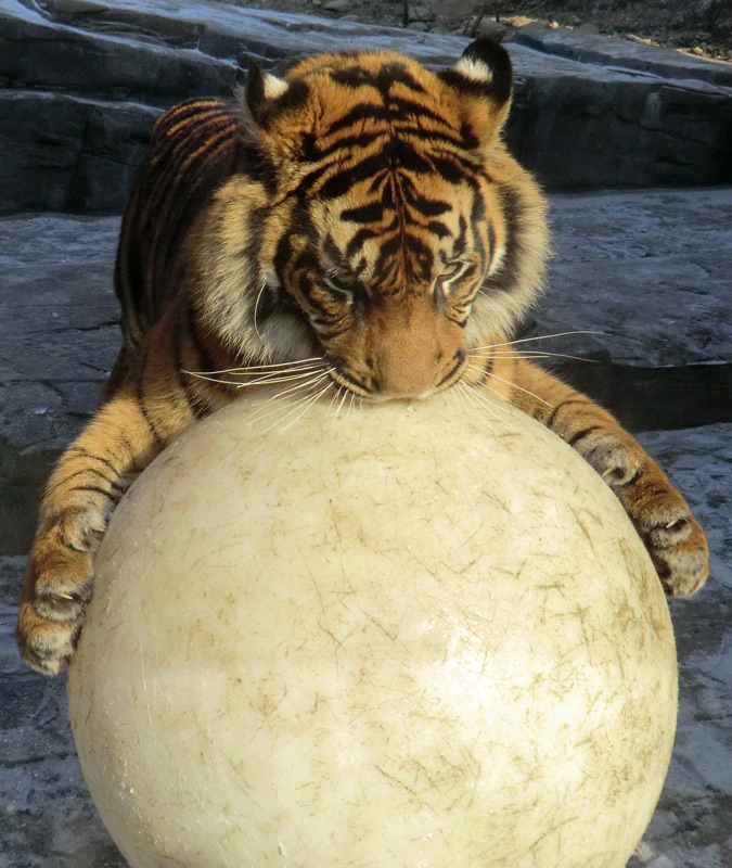 Sumatra Tigerjungtier DASEEP im Zoologischen Garten Wuppertal am 10. Februar 2012