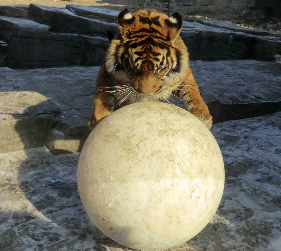 Sumatra Tigerjungtier DASEEP im Wuppertaler Zoo am 10. Februar 2012