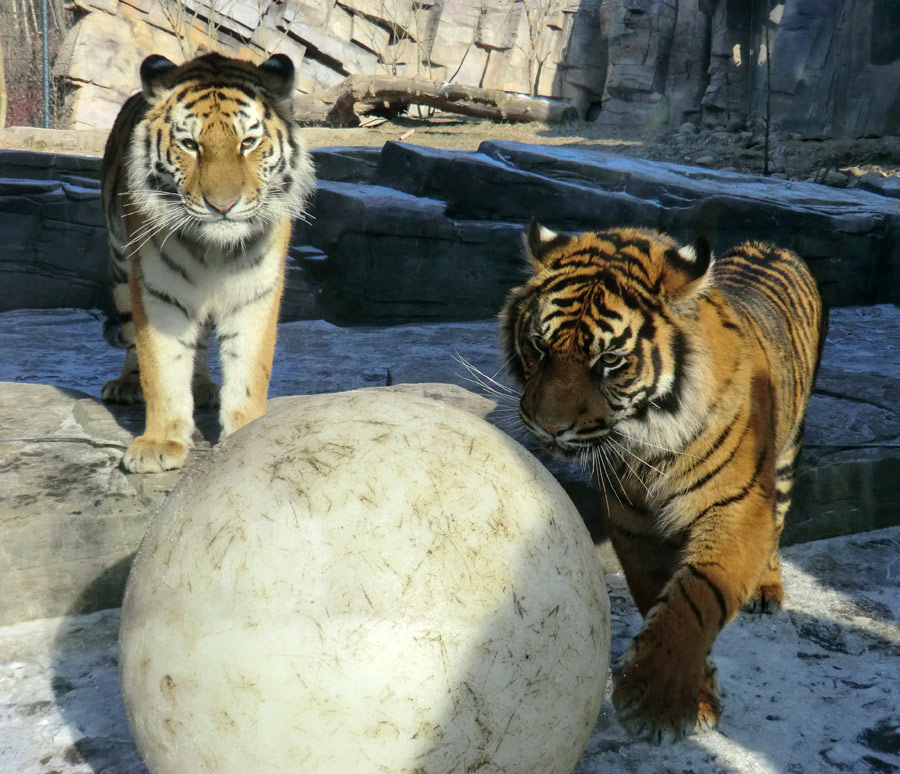 Sibirisches Tigerjungtier TSCHUNA und Sumatra Tigerjungtier DASEEP im Zoo Wuppertal am 10. Februar 2012