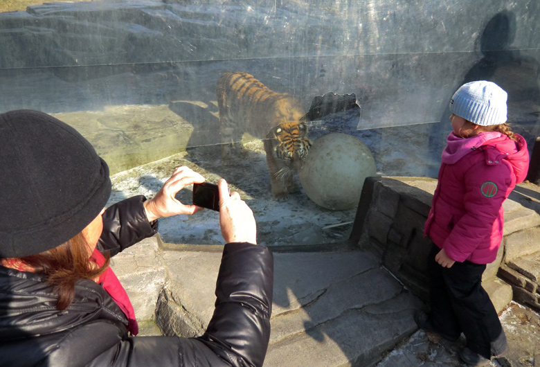 Sibirisches Tigerjungtier TSCHUNA im Wuppertaler Zoo am 10. Februar 2012