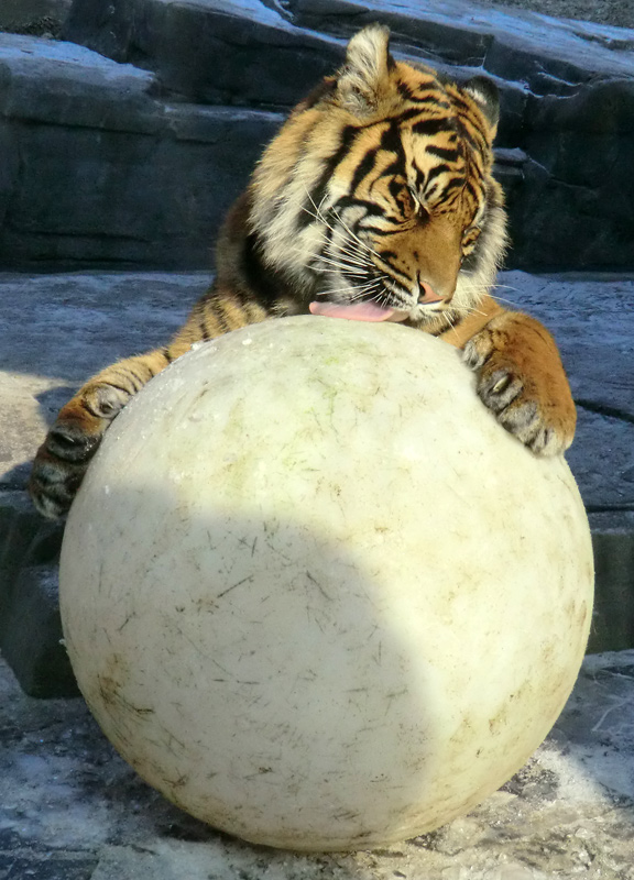 Sumatra Tigerjungtier DASEEP im Zoo Wuppertal am 10. Februar 2012