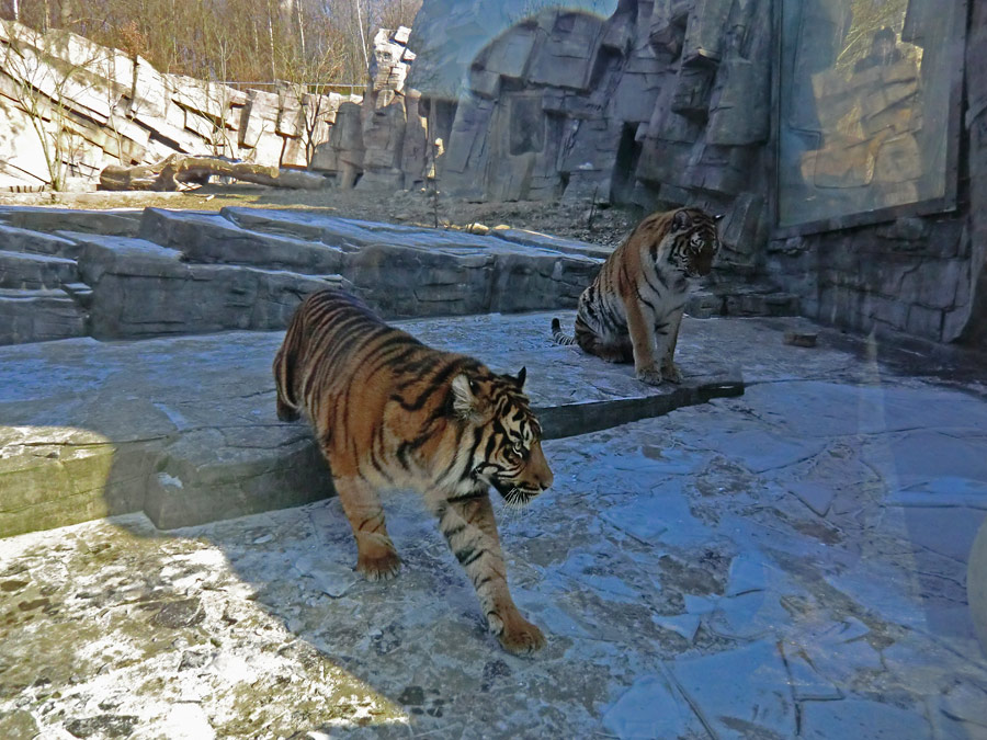 Sumatra Tigerjungtier DASEEP und Sibirisches Tigerjungtier TSCHUNA im Zoo Wuppertal am 10. Februar 2012