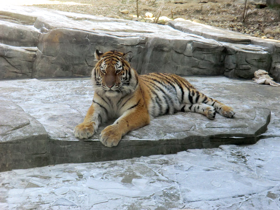 Sibirisches Tigerjungtier TSCHUNA im Zoologischen Garten Wuppertal am 10. Februar 2012