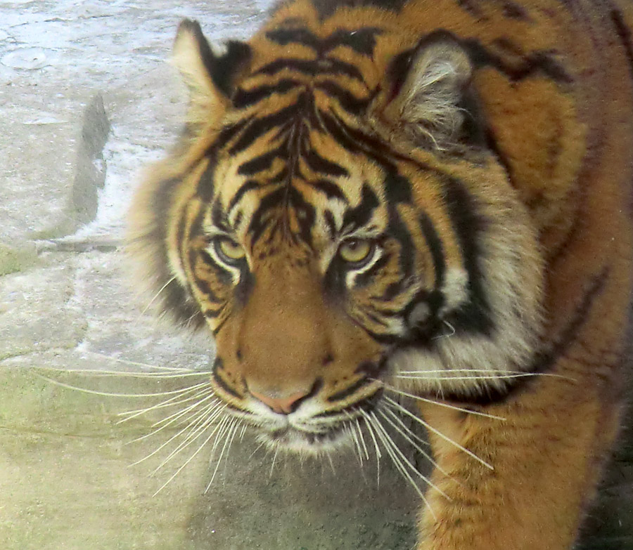 Sumatra Tigerjungtier DASEEP im Zoo Wuppertal am 10. Februar 2012