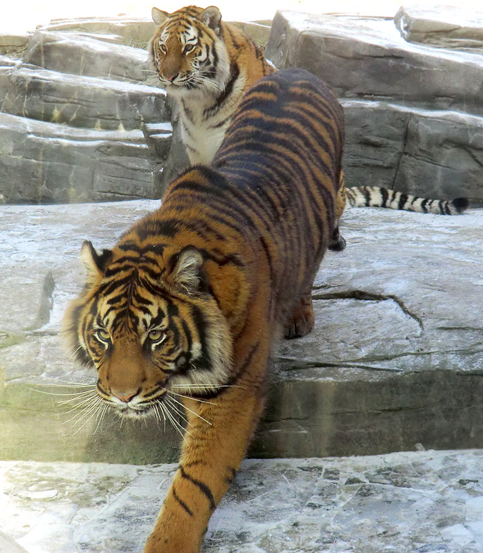 Sumatra Tigerjungtier DASEEP und Sibirisches Tigerjungtier TSCHUNA im Wuppertaler Zoo am 10. Februar 2012