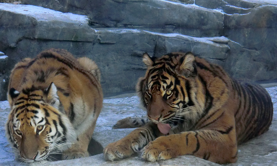 Sibirisches Tigerjungtier TSCHUNA und Sumatra Tigerjungtier DASEEP im Zoo Wuppertal am 10. Februar 2012