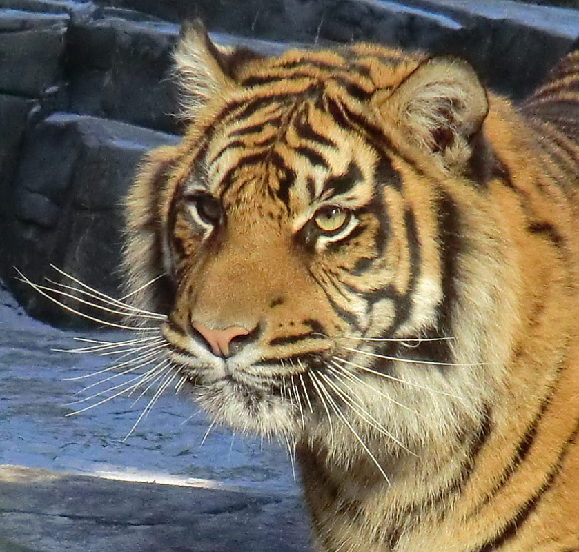 Sumatra Tigerjungtier DASEEP im Zoo Wuppertal am 10. Februar 2012