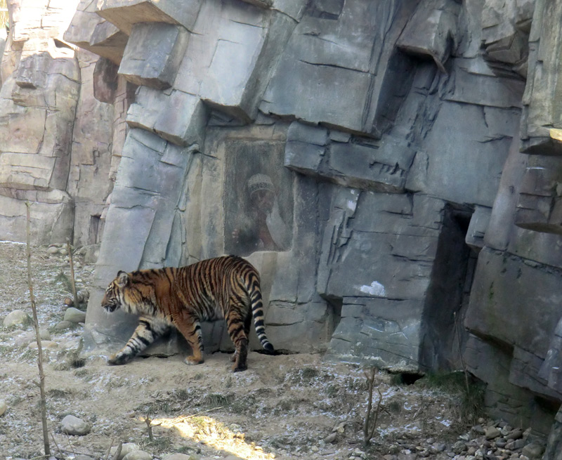 Sibirisches Tigerjungtier TSCHUNA im Zoologischen Garten Wuppertal am 10. Februar 2012