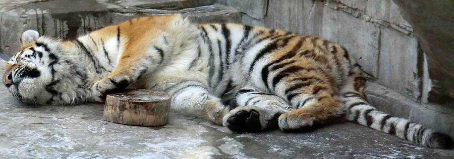 Sibirisches Tigerjungtier TSCHUNA im Wuppertaler Zoo am 10. Februar 2012