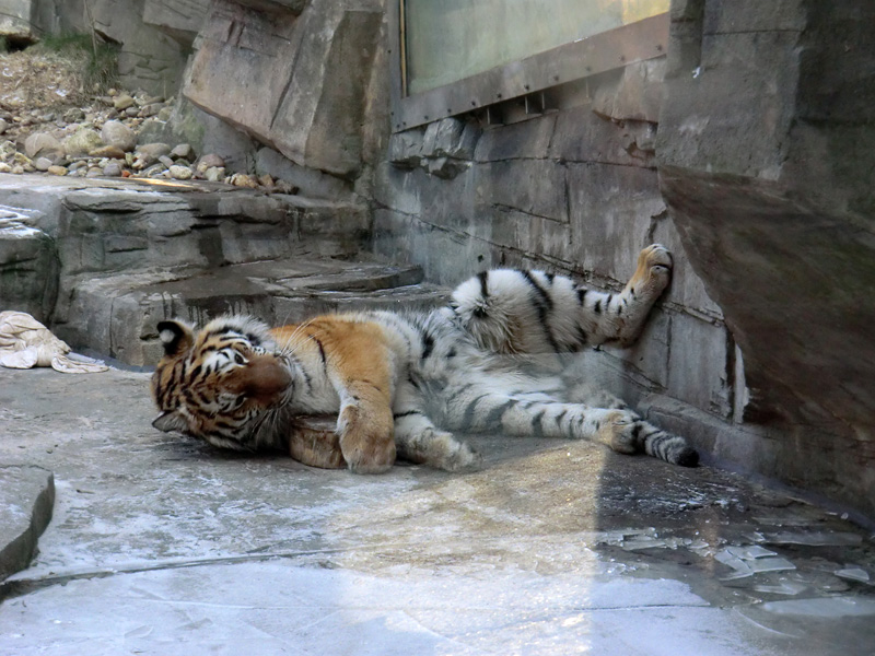 Sibirisches Tigerjungtier TSCHUNA im Zoologischen Garten Wuppertal am 10. Februar 2012