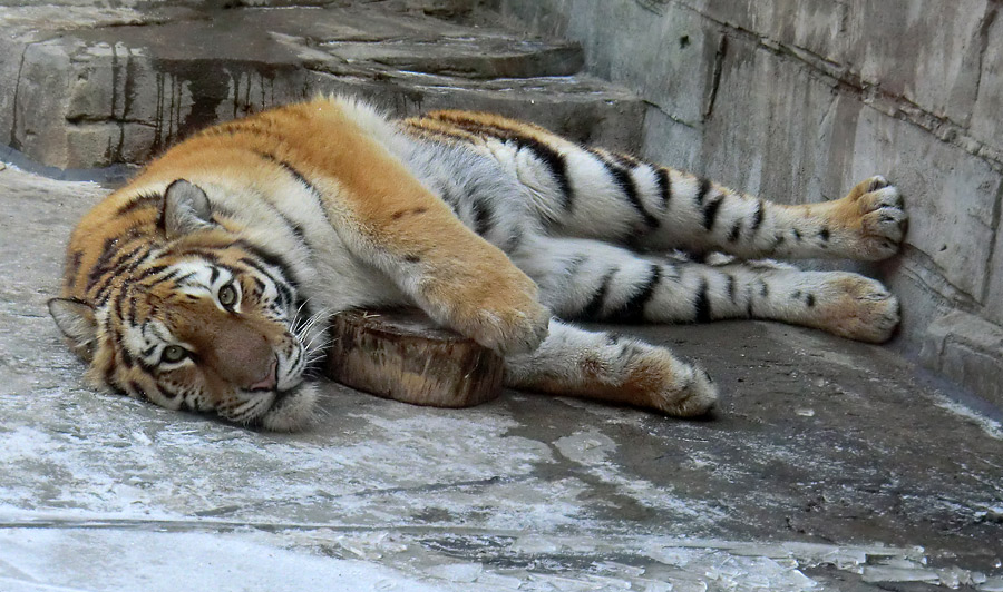 Sibirisches Tigerjungtier TSCHUNA im Zoo Wuppertal am 10. Februar 2012