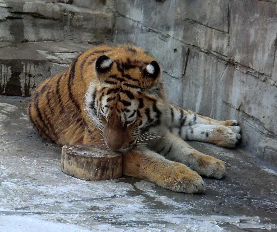 Sibirisches Tigerjungtier TSCHUNA im Wuppertaler Zoo am 10. Februar 2012