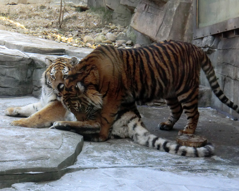 Sumatra Tigerjungtier DASEEP und Sibirisches Tigerjungtier TSCHUNA im Zoologischen Garten Wuppertal am 10. Februar 2012