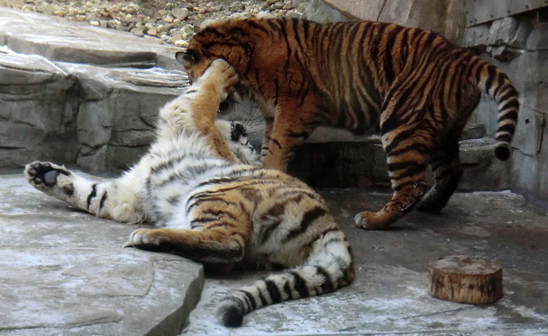 Sibirisches Tigerjungtier TSCHUNAund Sumatra Tigerjungtier DASEEP im Wuppertaler Zoo am 10. Februar 2012