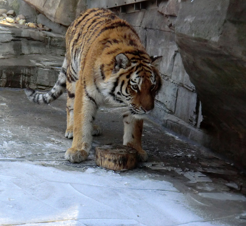 Sibirisches Tigerjungtier TSCHUNA im Zoologischen Garten Wuppertal am 10. Februar 2012