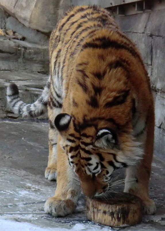 Sibirisches Tigerjungtier TSCHUNA im Zoo Wuppertal am 10. Februar 2012