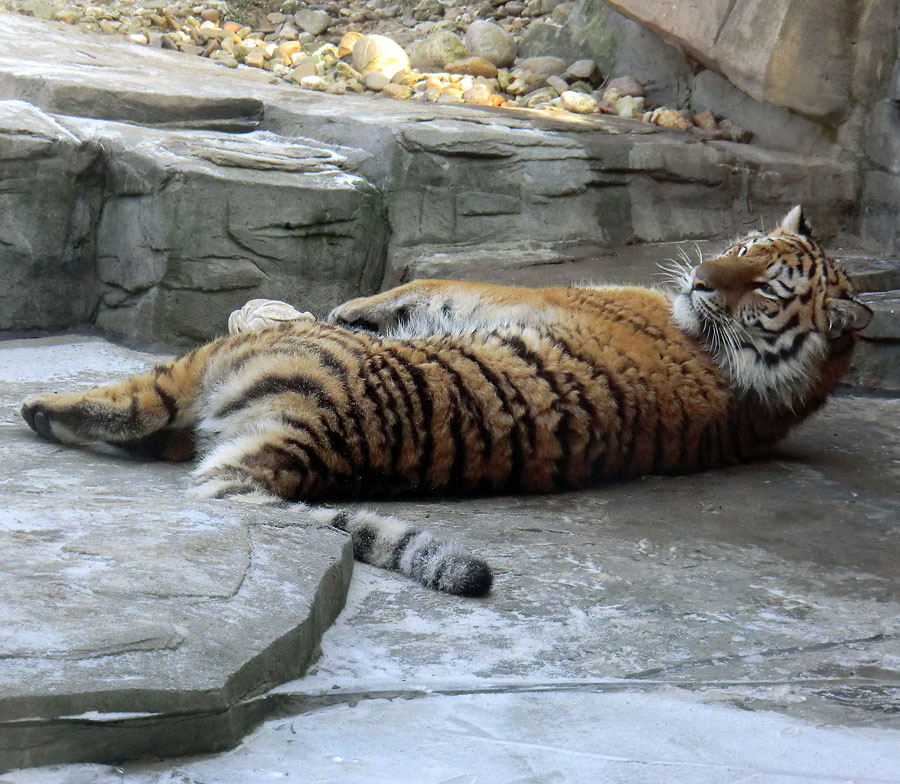 Sibirisches Tigerjungtier TSCHUNA im Zoo Wuppertal am 10. Februar 2012