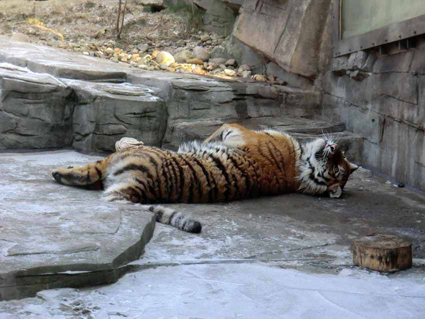 Sibirisches Tigerjungtier TSCHUNA im Zoologischen Garten Wuppertal am 10. Februar 2012