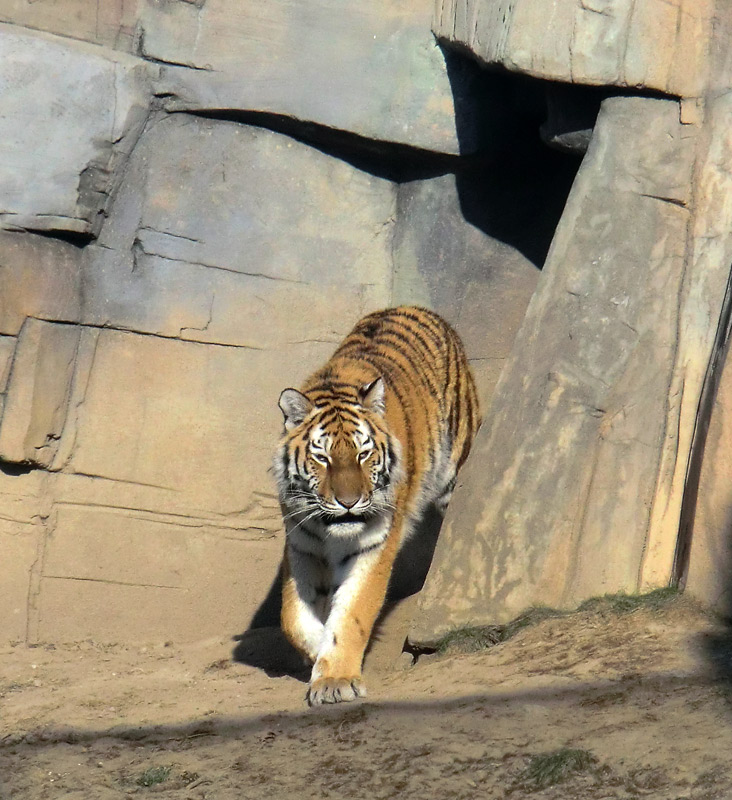 Sibirisches Tigerjungtier TSCHUNA im Zoo Wuppertal am 10. Februar 2012