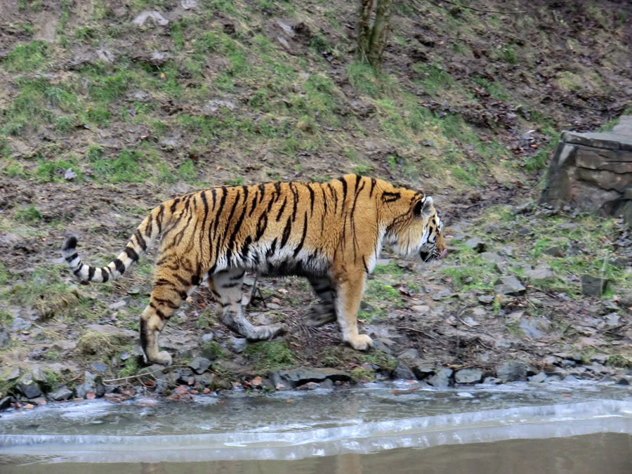 Sibirischer Tiger im Zoologischen Garten Wuppertal am 18. Februar 2012