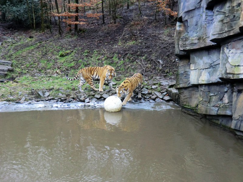 Sibirischer Tiger im Zoo Wuppertal am 18. Februar 2012