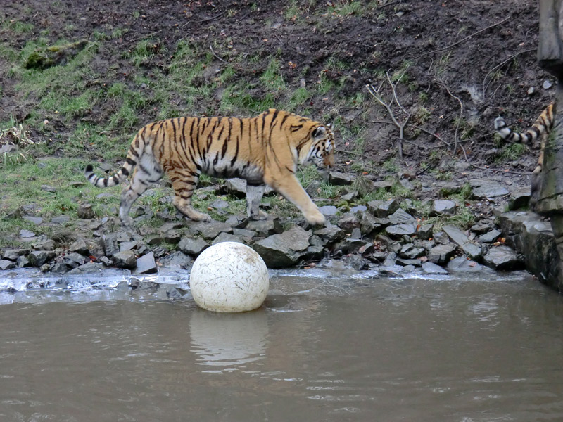 Sibirischer Tiger im Wuppertaler Zoo am 18. Februar 2012