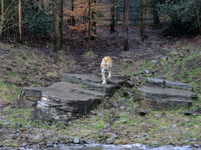 Sibirischer Tiger im Zoo Wuppertal am 18. Februar 2012