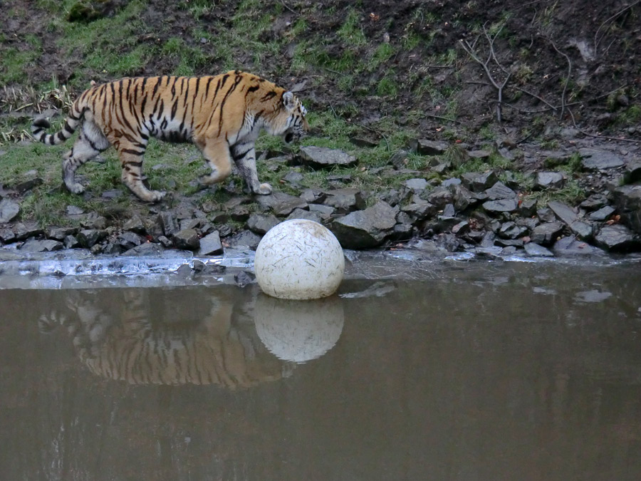 Sibirischer Tiger im Zoologischen Garten Wuppertal am 18. Februar 2012