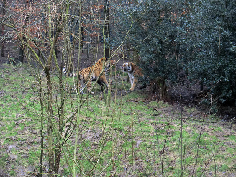 Sibirischer Tiger im Wuppertaler Zoo am 18. Februar 2012