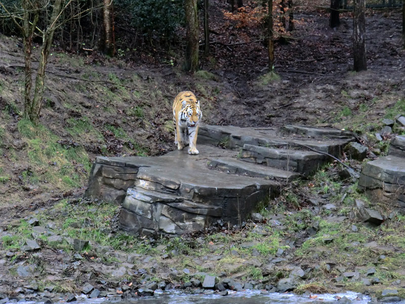 Sibirischer Tiger im Zoologischen Garten Wuppertal am 18. Februar 2012