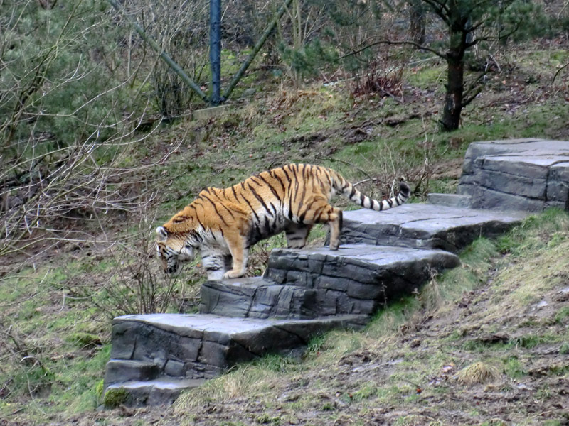 Sibirischer Tiger im Wuppertaler Zoo am 18. Februar 2012