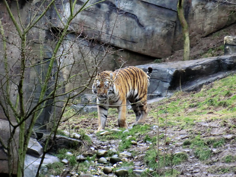 Sibirischer Tiger im Zoo Wuppertal am 18. Februar 2012